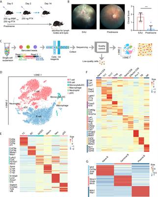 Prednisone Reprograms the Transcriptional Immune Cell Landscape in CNS Autoimmune Disease